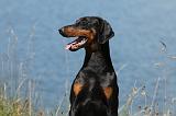 DOBERMANN 1044